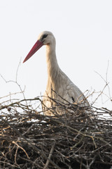 The white stork in the nest is cleaned.