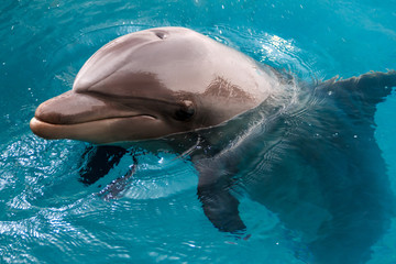 Obraz premium The yong Bottlenose dolphin is swimming in red sea