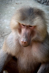Portrait of a big adult monkey primacy