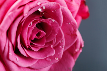 Obraz na płótnie Canvas pink roses isolated on white