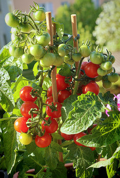  Horticulture on the balcony: Cherry tomato plant full of fruits ready to harvest
