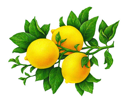 Great illustration of beautiful yellow lemon fruit on a branch with green leaves isolated on white background. Watercolor drawing by hand