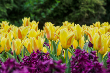 SPRING IN CITY - Flowers on the square in the city park