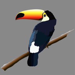 Illustration of a bird toucan.