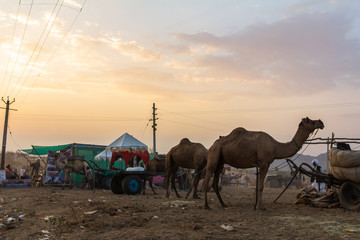 Camel in pushkar fair , rajasthan India 