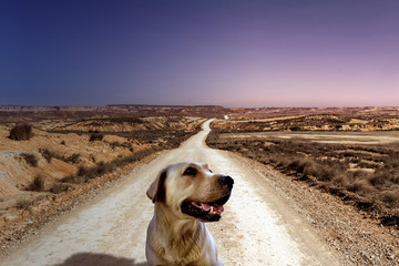 carretera sin fin en el desierto con un perro