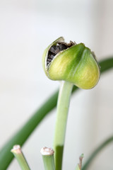 Ripe hippeastrum seedpod close up, seed reproduction of amaryllis