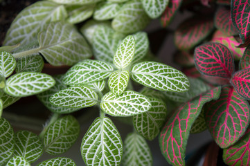 Mix of nerve-plants with white and red veins on beautiful patterned foliage