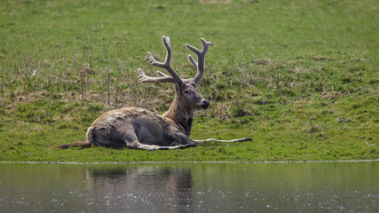 Milu Deer - Pere Davids