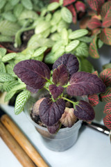 Black Dragon coleus plant in plastic pot on window sill, seedling of plectranthus with dark leaves close up