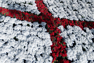 saint george flag red cross on white made of flowers