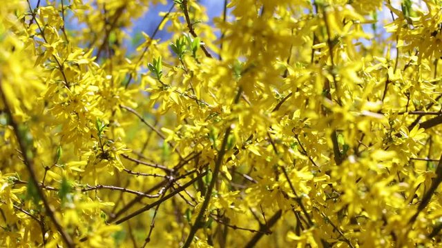 Yellow spring blooming nature background. Real time full hd video footage.