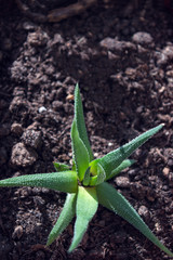 Haworthia attenuata growing in soil, beautiful succulent houseplant with bright green leaves, endemic of Southern Africa