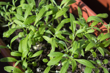 Obraz premium Sweet alyssum seedlings close up, planting material of garden flowers in spring, popular rockery plant with small beautiful flowers