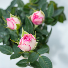 Top view of potted dwarf rose bush with pink flower buds