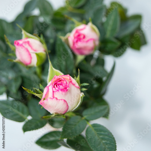 Top View Of Potted Dwarf Rose Bush With Pink Flower Buds