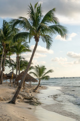 Green palms on sandy beach