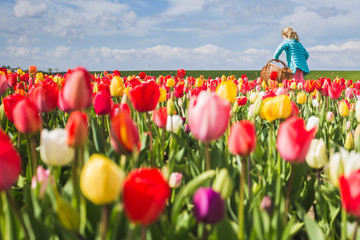 Blonde young girl picking up tulips in a field. Yersekendam, Zeeland province, Netherlands.