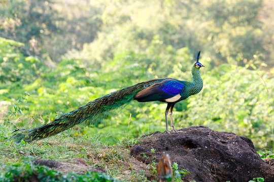 Fototapeta Wild male Green peafowl / peacock (Pavo muticus) in breeding plumage (taken from Southeast Asia)