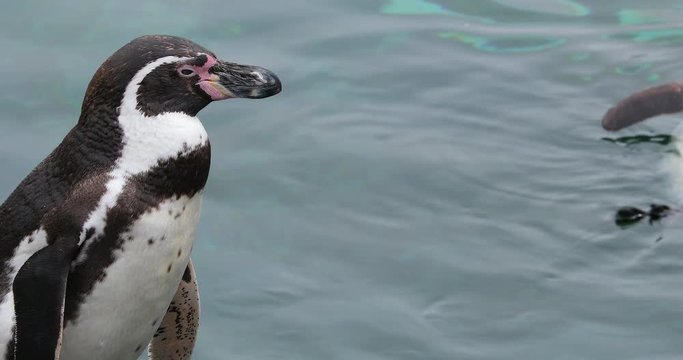 Close Up Head Humboldt Penguin