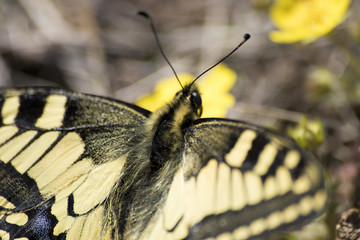 Butterfly macaone on a yellow flower in a green grass