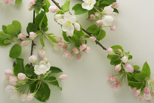 Fototapeta White flowers on a light gray background. Spring blooming apple