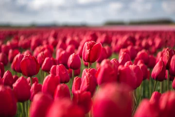 Crédence de cuisine en verre imprimé Tulipe The colorful fields of tulips in bloom frames the wind turbines in the countryside. De Rijp Alkmaar North Holland Europe