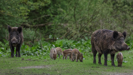 Young wild Boar