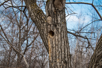 Hollow in a tree for life of animals or birds