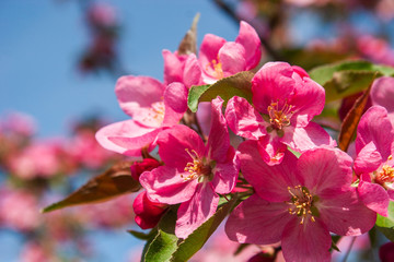 Pink blossoming apple tree.Malus.