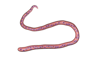 Mansonella streptocerca, a roundworm nematoda that causes streptocerciasis, subcutaneous filariasis, 3D illustration showing absence of sheath around worm and tail nuclei extending to tip with hook