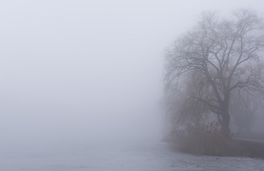 Fototapeta premium Foggy Morning