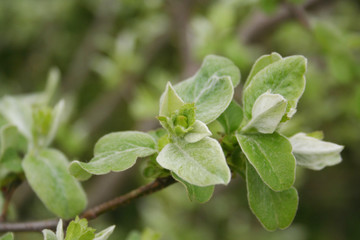 Quince tree branch with blossom and fresh green leaves in springtime