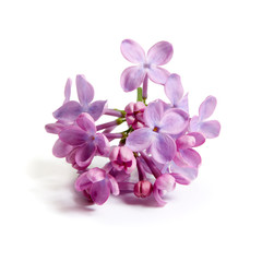 Purple lilac flower on white background