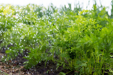 Worker is watering carrot plants in the garden, garden  beds in the farmer‘s farmland,  ecological agriculture for producing healthy food concept