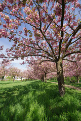 view of cherry blossom trees 