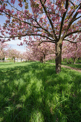 Fototapeta na wymiar view of cherry blossom trees 