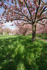 view of cherry blossom trees 