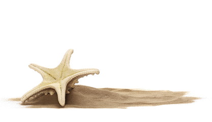 Starfish in sand pile isolated on white background
