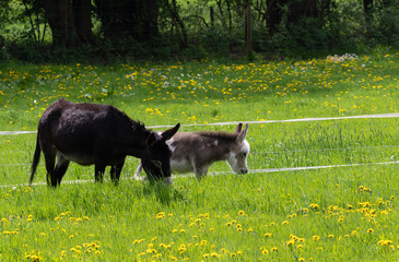 Eselstute und ihr Kind  grasen auf saftiger Fr&uuml;hlingsweide an einem Waldrand