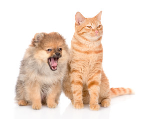 yawning spitz puppy and red cat  together. isolated on white background