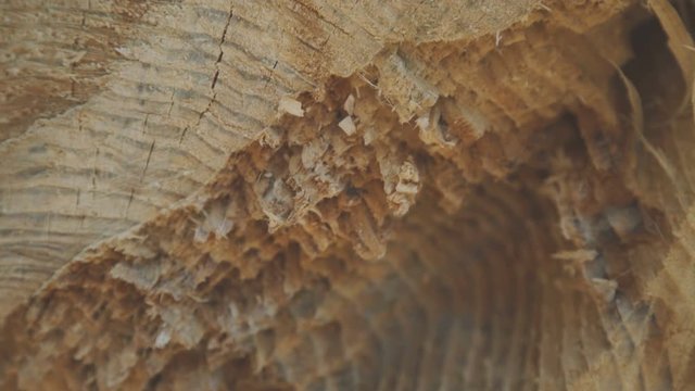 Close up view of cut tree stem with rawling ants. 4K