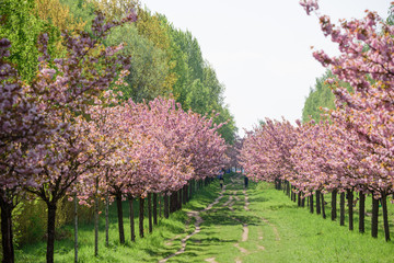 view of cherry blossom trees 
