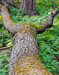 Fototapeta premium fallen tree in spring forest