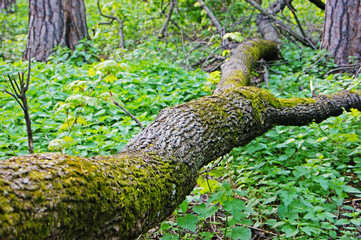 Fototapeta na wymiar fallen tree in spring forest
