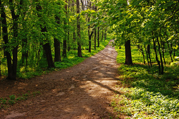 deserted path in the pine forest