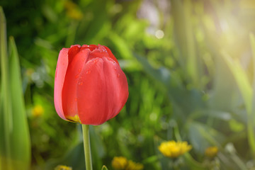 Fototapeta premium Red tulip in sunlight.