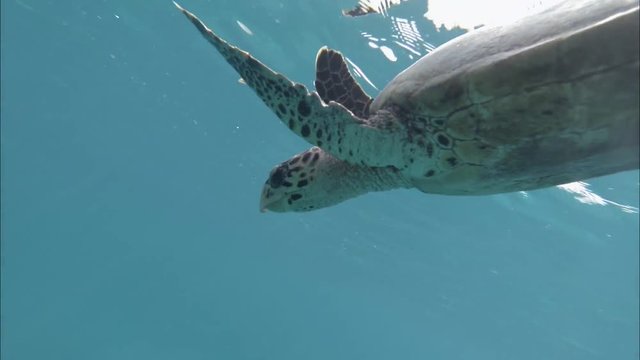 Large turtle swims under the water. Indian Ocean