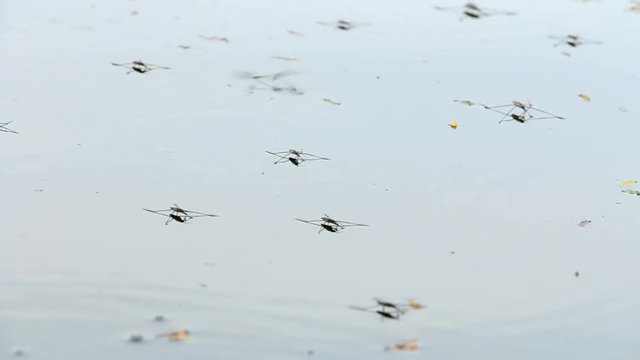 A group of water strider or Gerris lacustris are walking on surface of water in the lake.