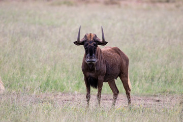 Black Wildebeest
